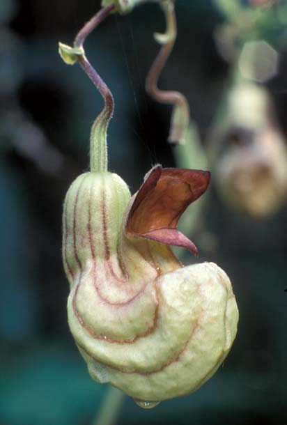 California pipevine